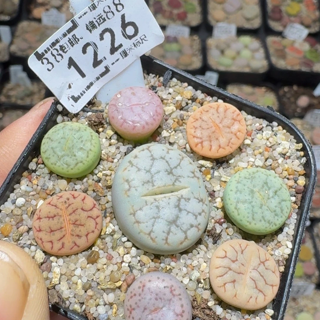 zzzz生石花肉锥1226