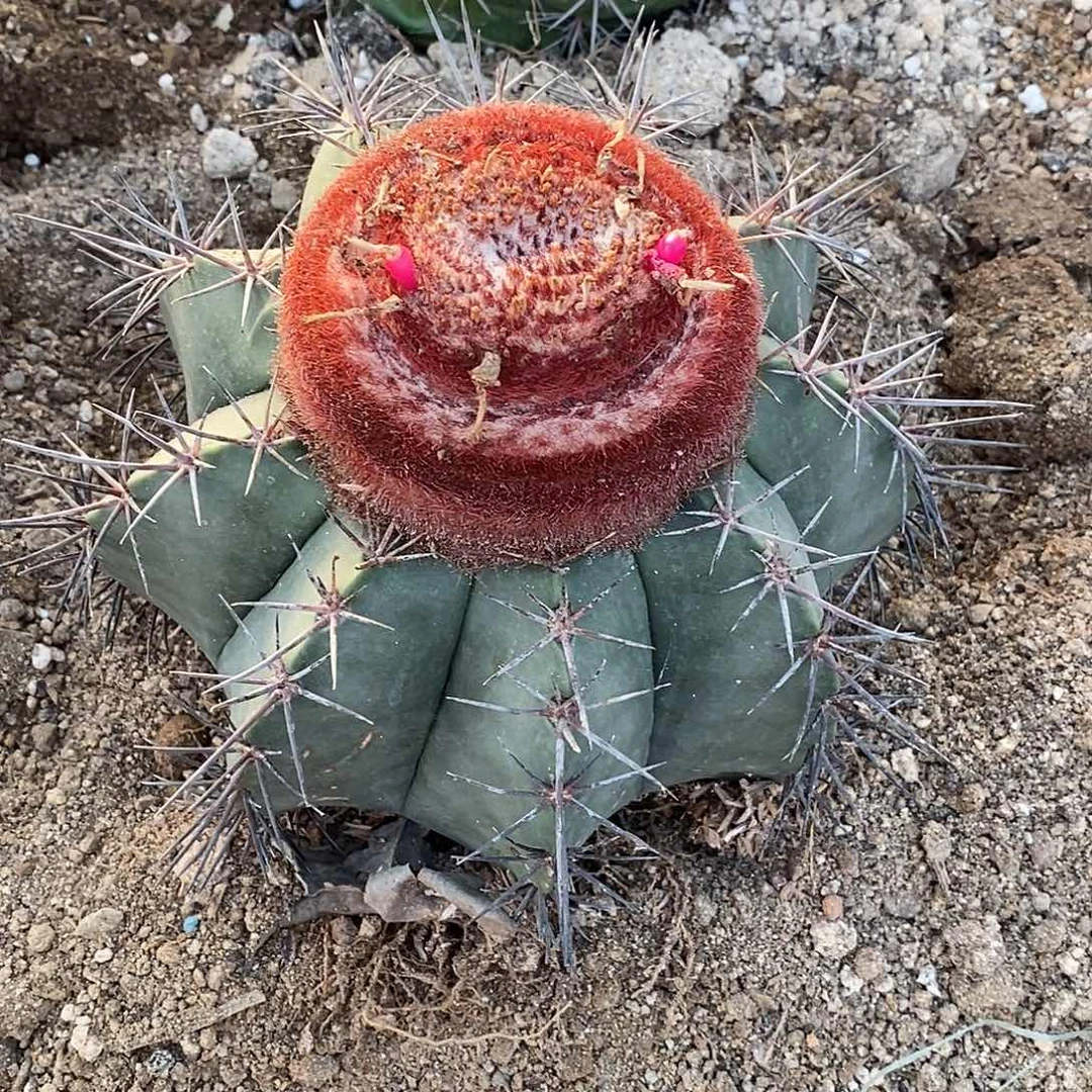 3号。魔云高度15公分左右。