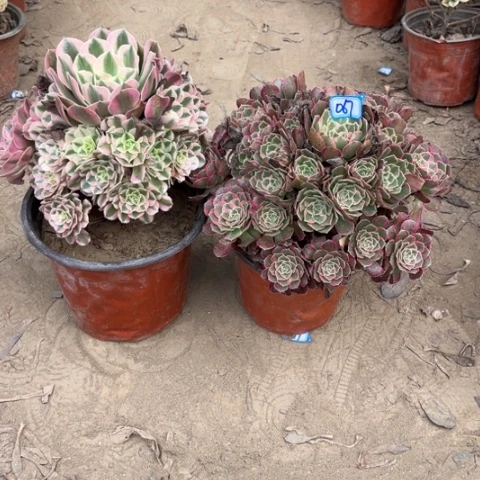 067多肉植物组合，