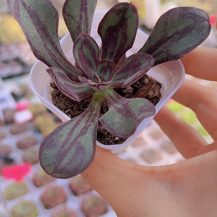 龙骨红丝19包邮多肉植物