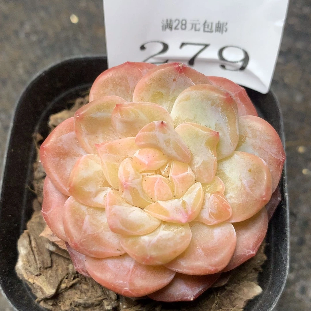 【闪购商品】云279