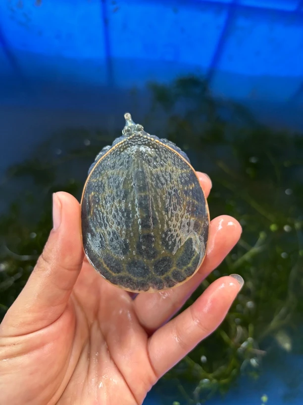 外塘冷水珍珠憋苗子活体可混养观赏清理鱼缸苗10只