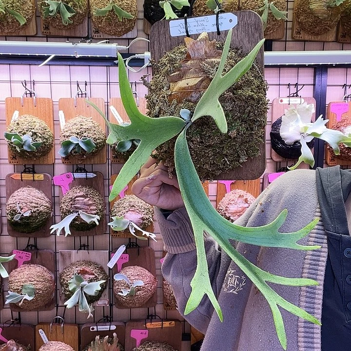 不开花植物pn 海鸥三混
