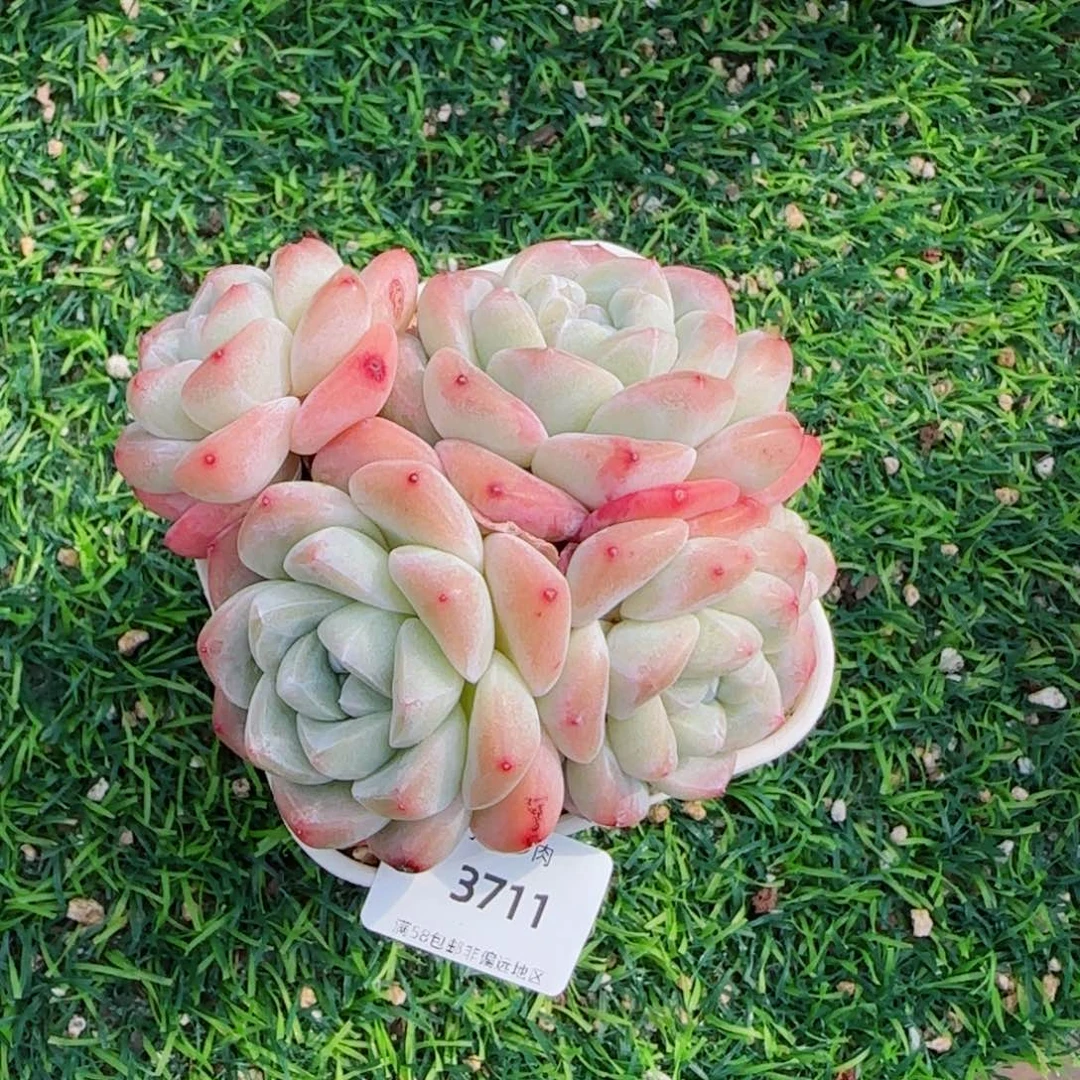 冰玉无砍，3711多肉植物