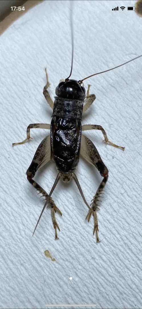 精品仿秋蟋蟀底板足