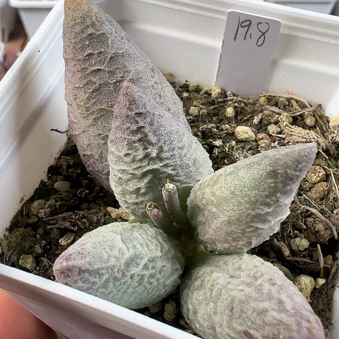 融化纹冰激凌多肉水泡植物