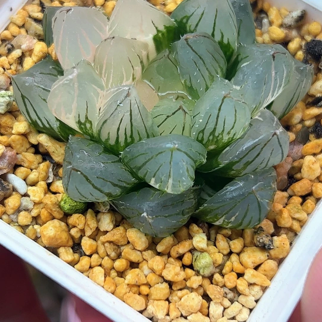 龙爪锦十二卷多肉植物