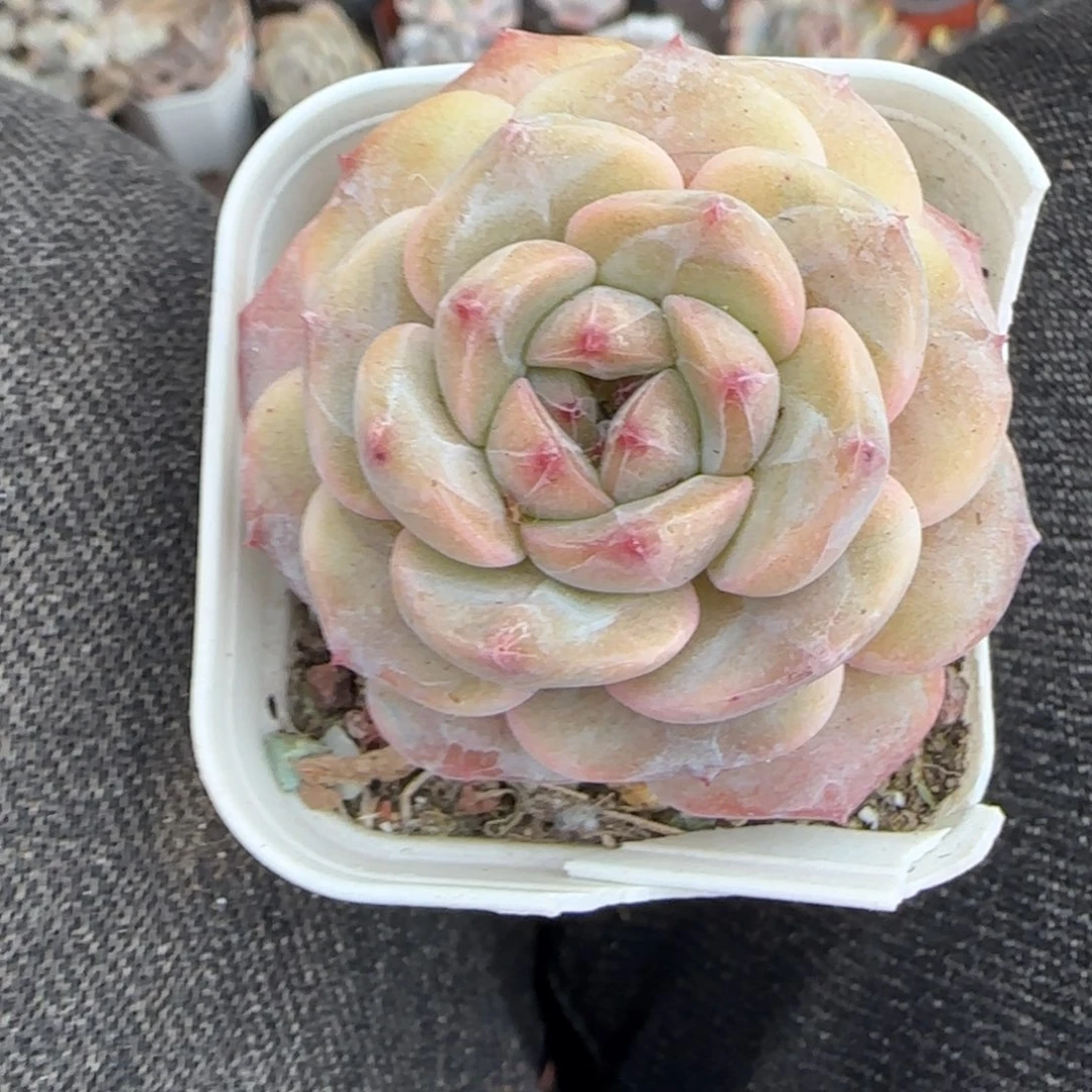 多肉小卡拉米糖心一物一拍