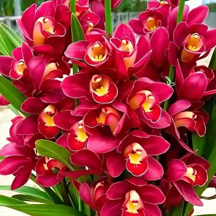 【红宝石】2花剑起 年宵花 浓香型 花期长耐寒室内好养