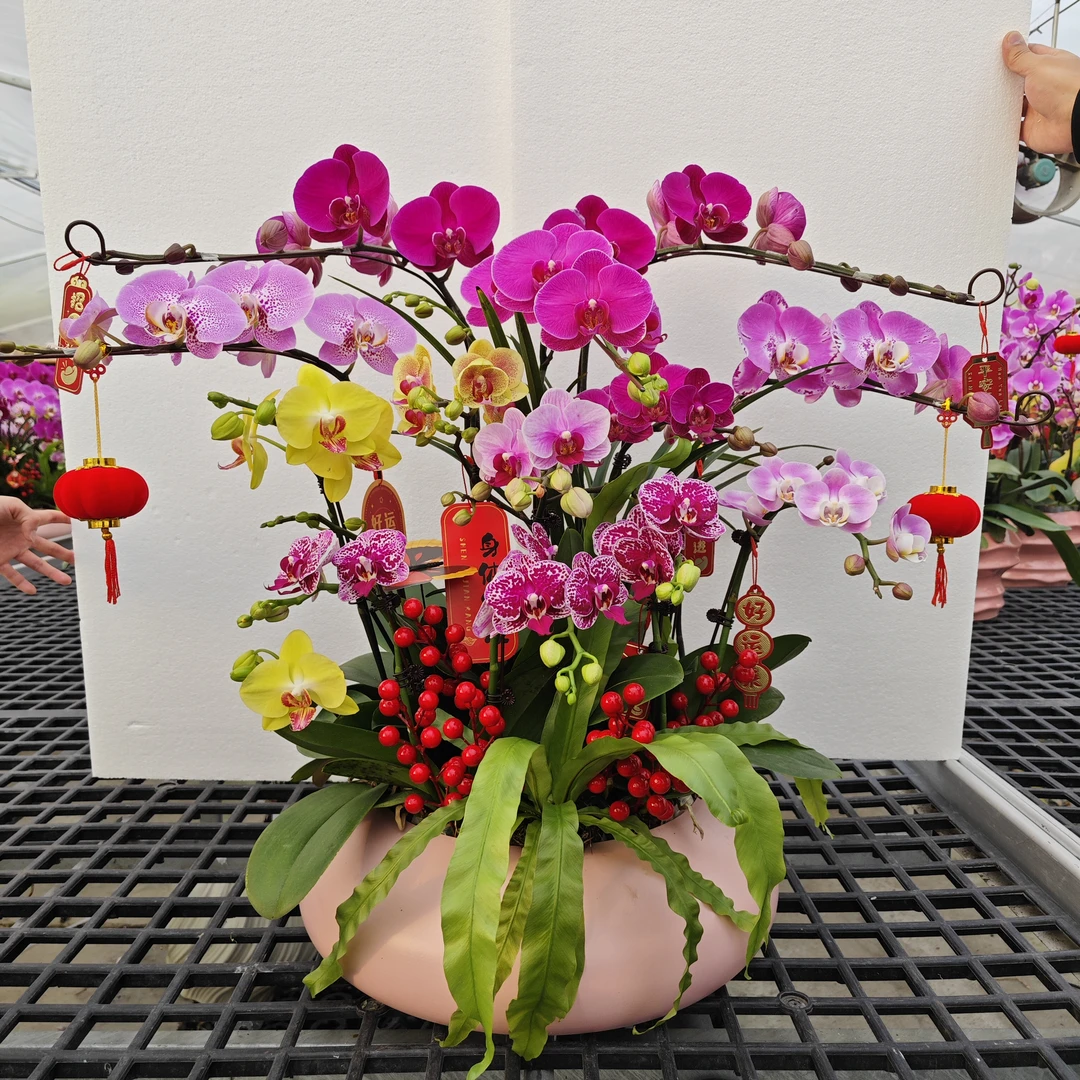 【一物一拍】精品蝴蝶兰组盆