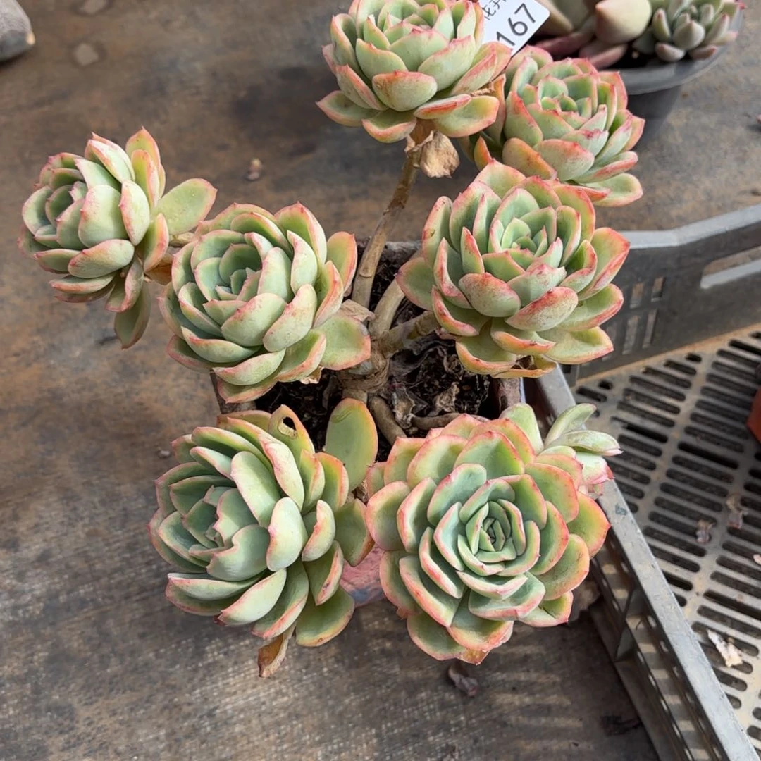 冬***?同温层多肉晨露167