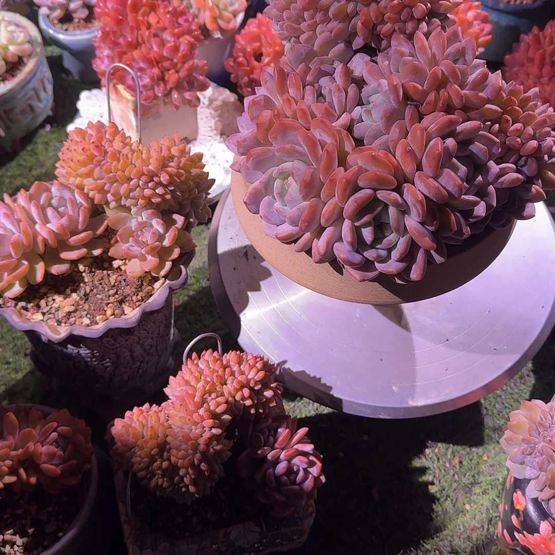 三***a橙梦露缀化三颗脱土发货