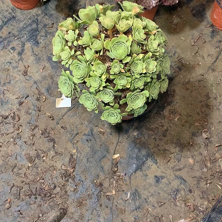 多肉多肉多肉绿羊绒106