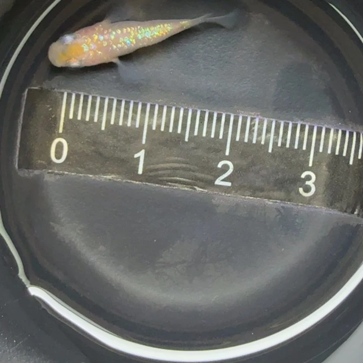 青鳉鱼王华球球45号