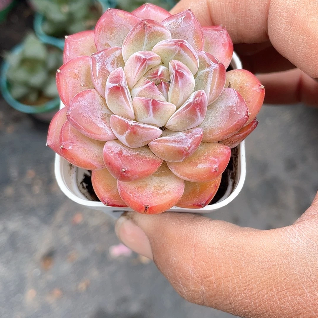 桂***桂珍妮多肉带盆发货