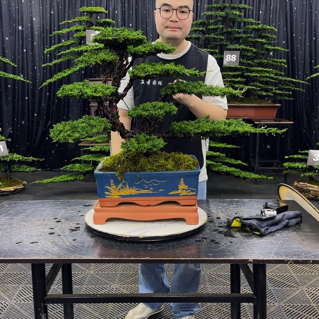 济州真柏造型盆景