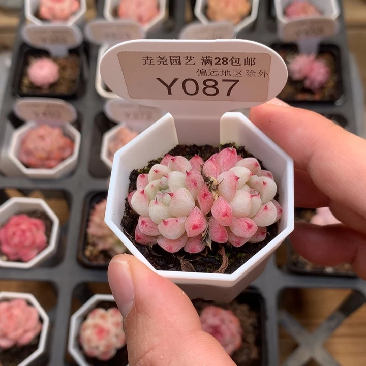 0087 如梦令 4cm