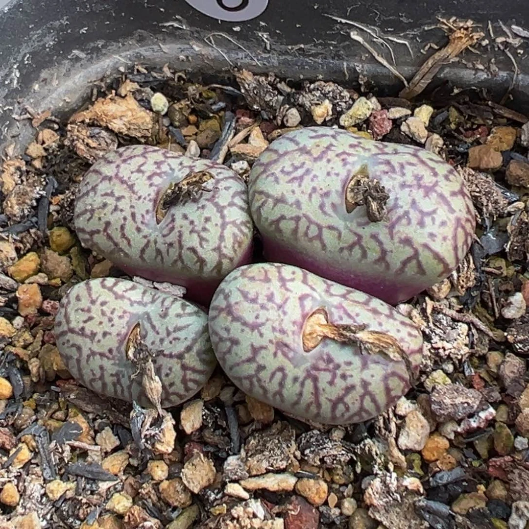 多肉植物1111111111111111