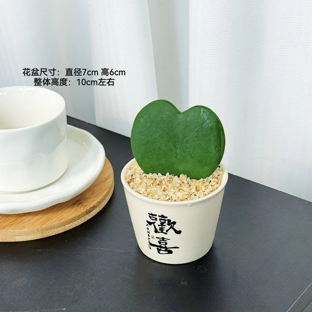 【心叶球兰】多肉绿植盆栽网红办公室桌面四季室内常青