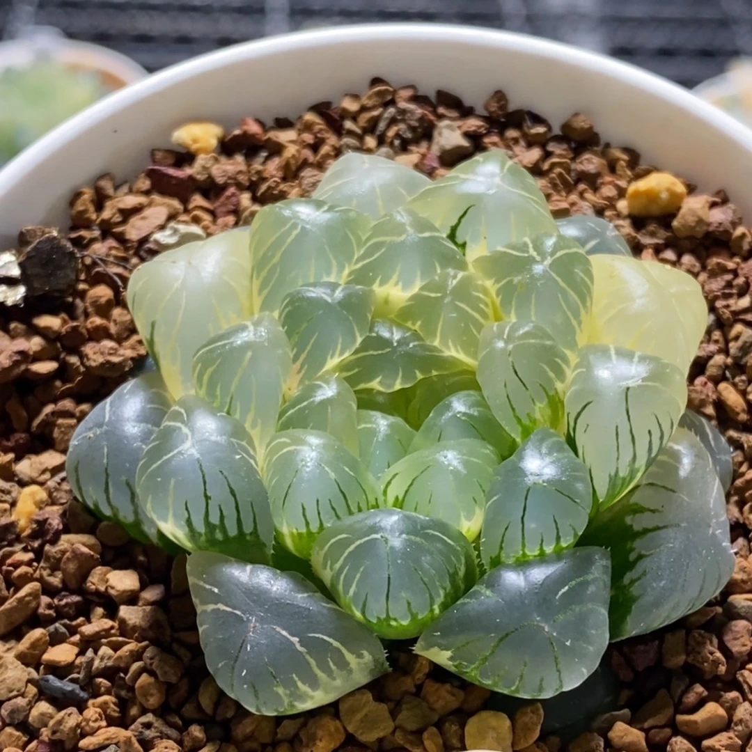 211号糊斑湖水玉露锦