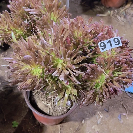 种****妹一颗多肉法师植物 有瑕疵