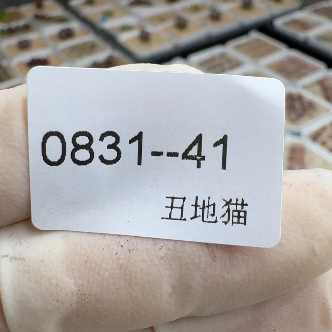 莹***0831-41卷卷卷卷卷