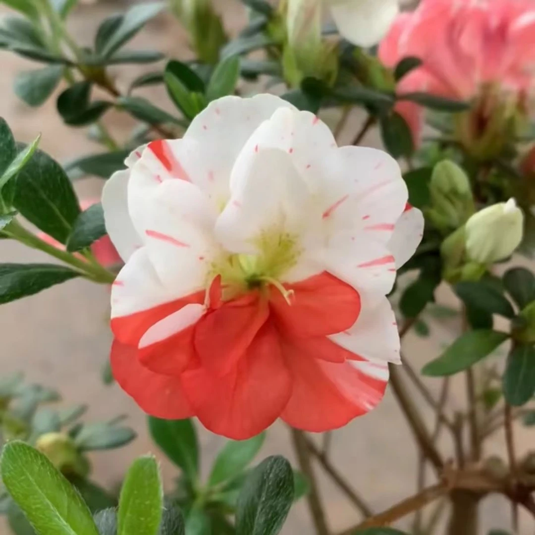 《都之泉》皋月杜鹃盆栽