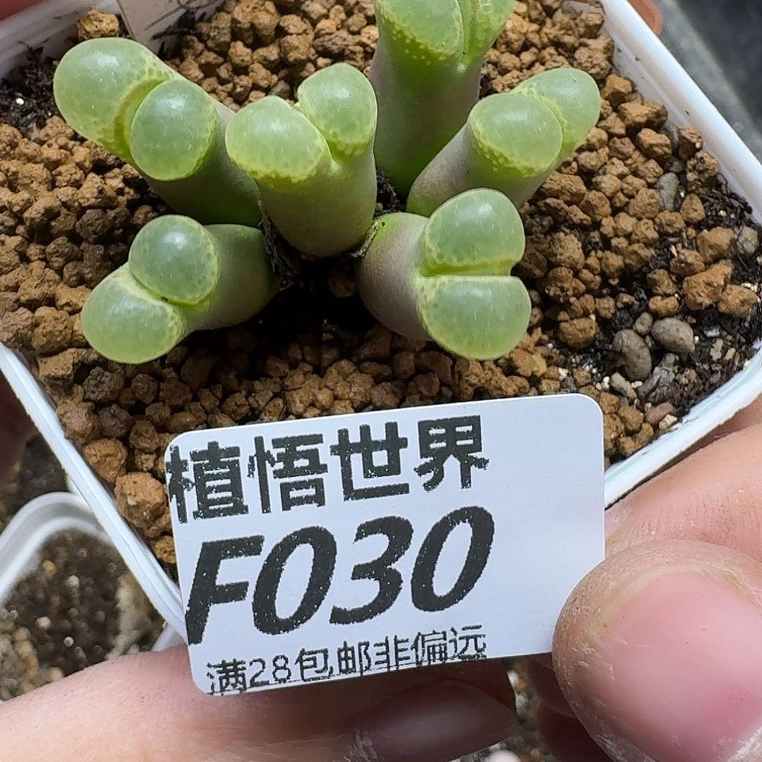 多肉植物的人生dgb