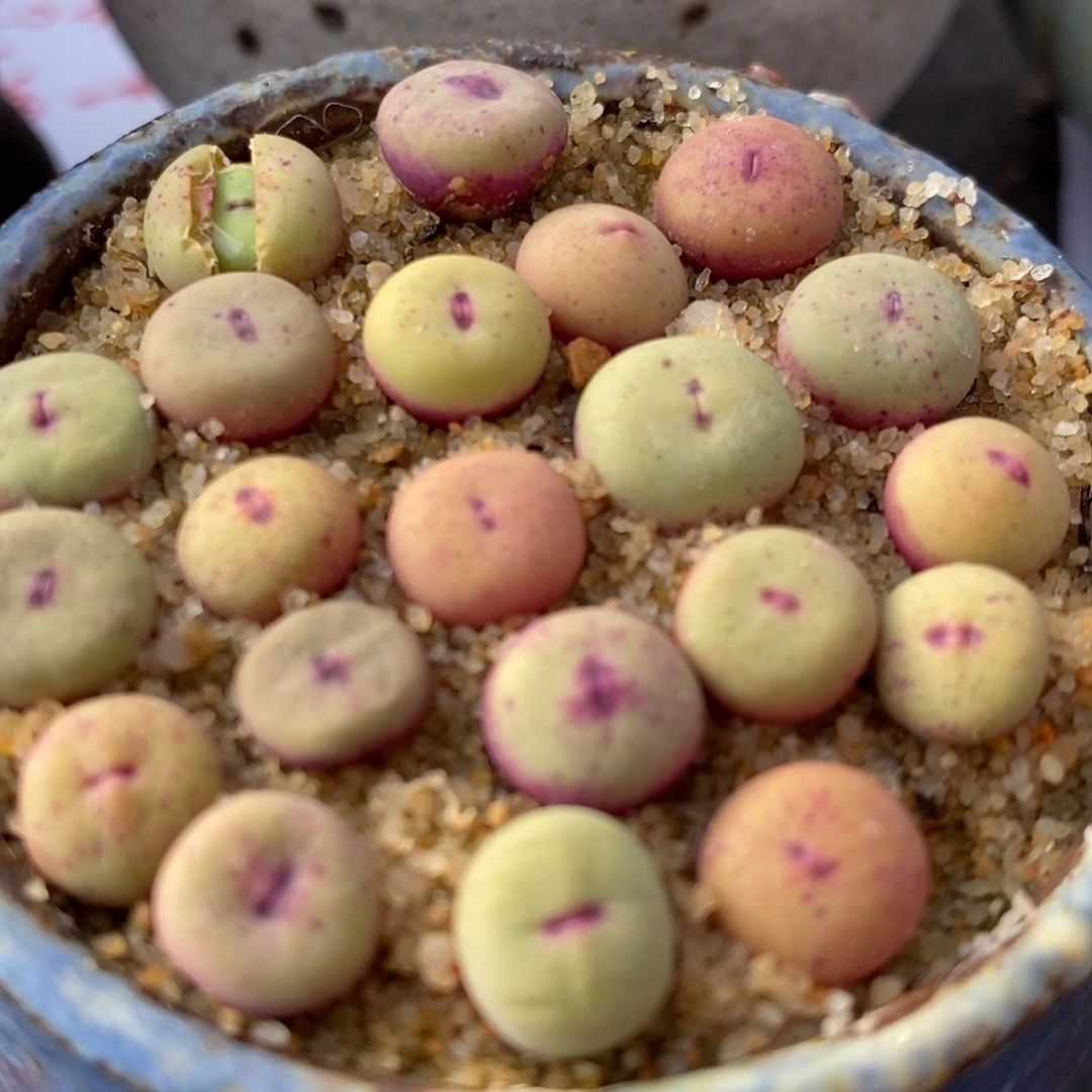 1380B小红嘴1颗买3送1