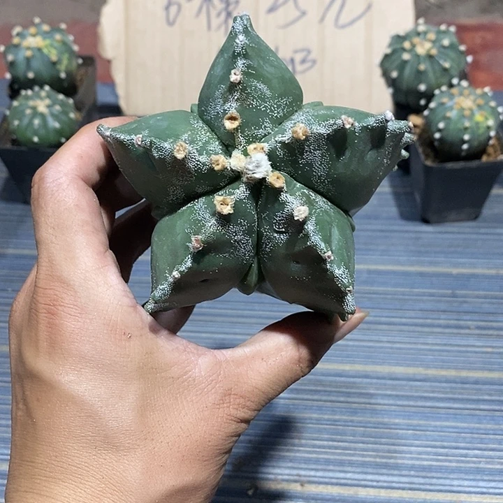 尘***人鸾凤玉实生脱土发货