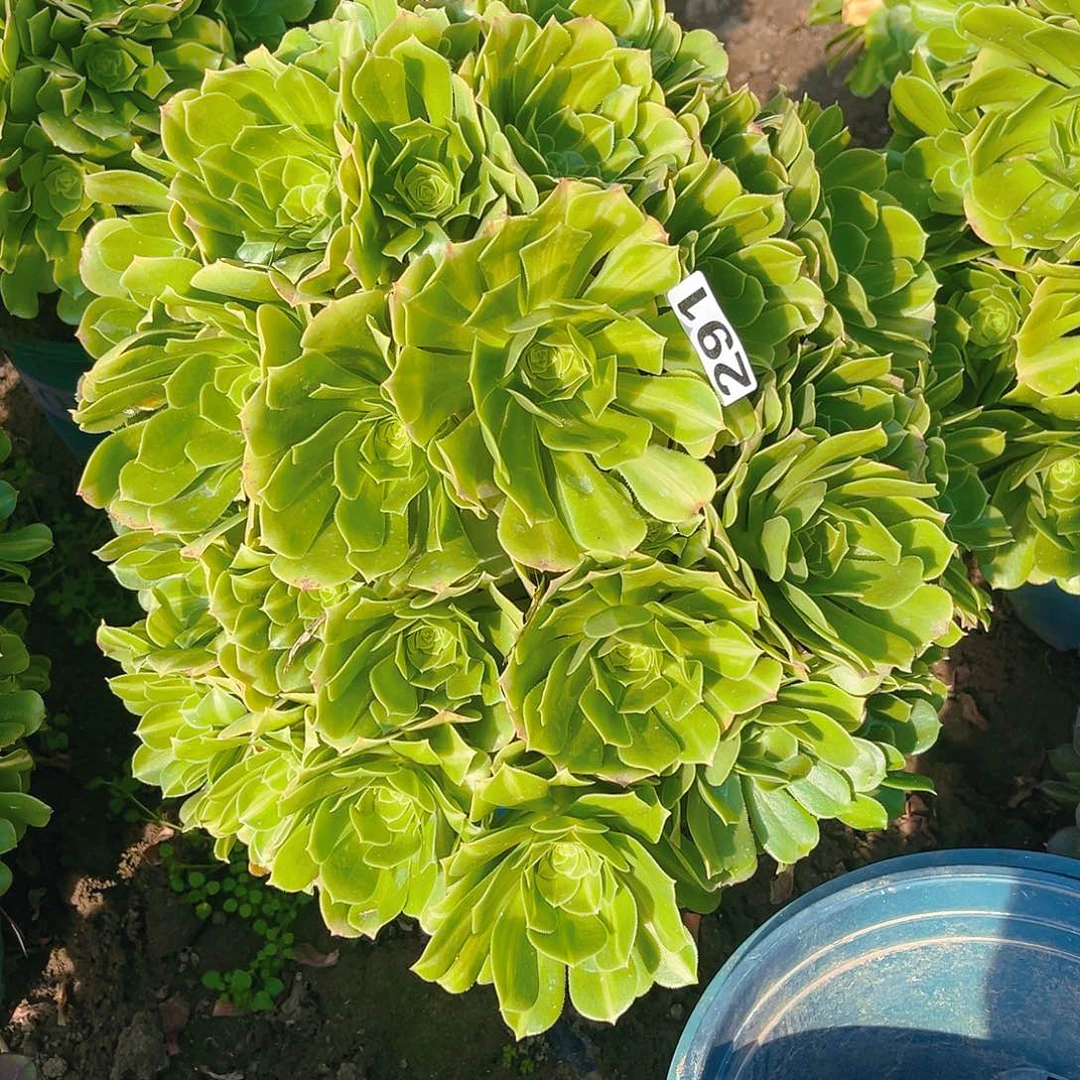 法师法师13–37包邮法师