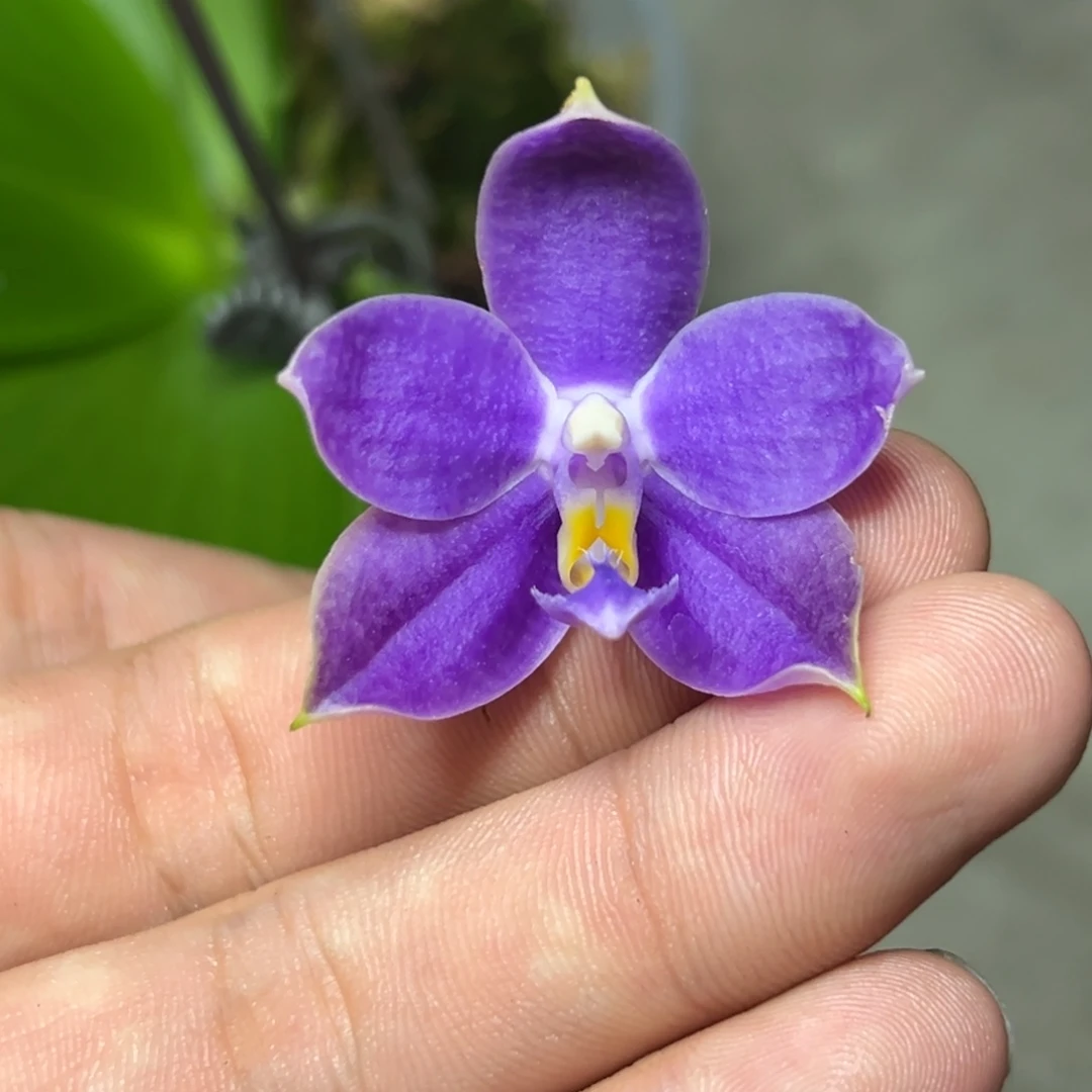 完全开放l065三寸ys1180