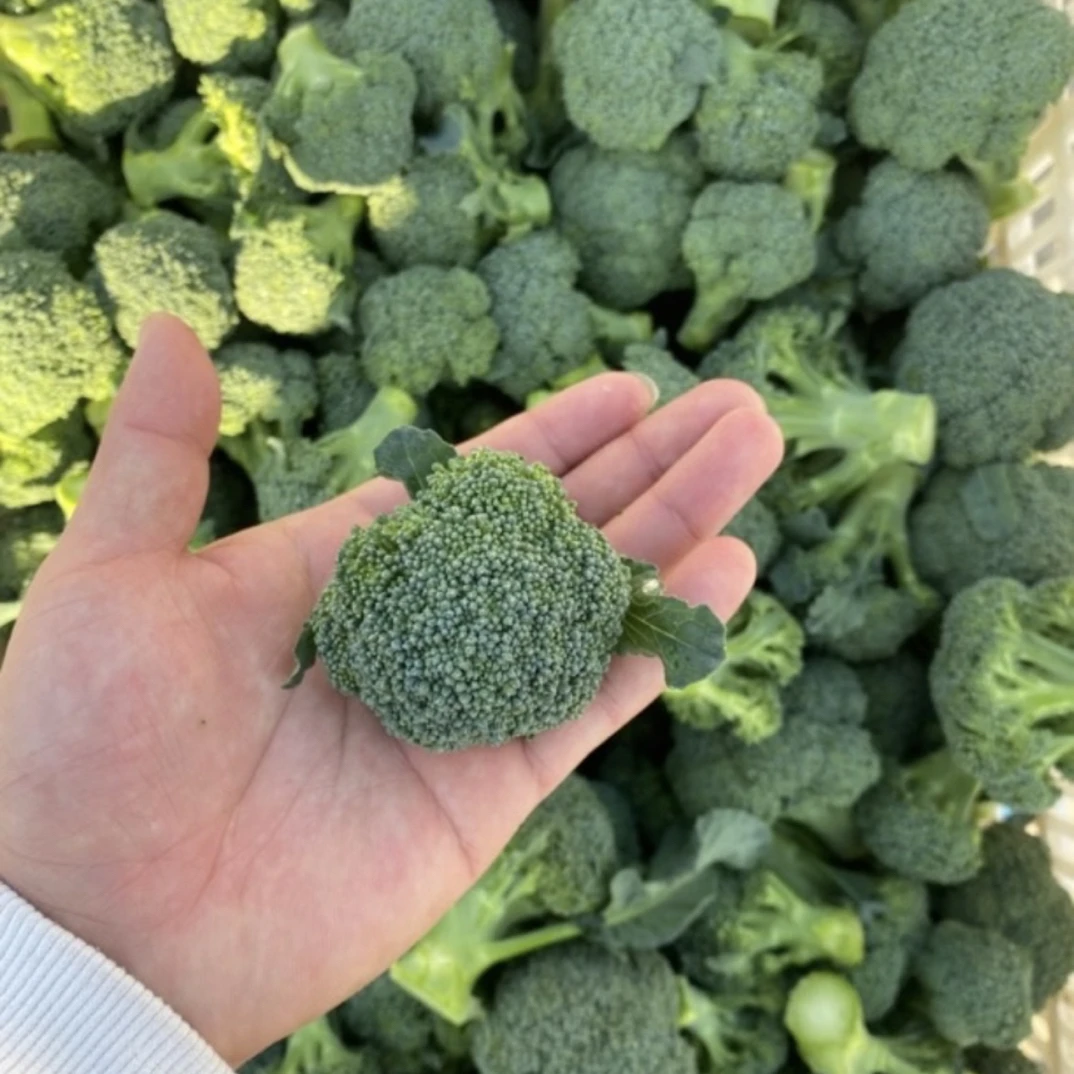 拒绝泡药水新鲜小西兰花3斤 30-50颗装