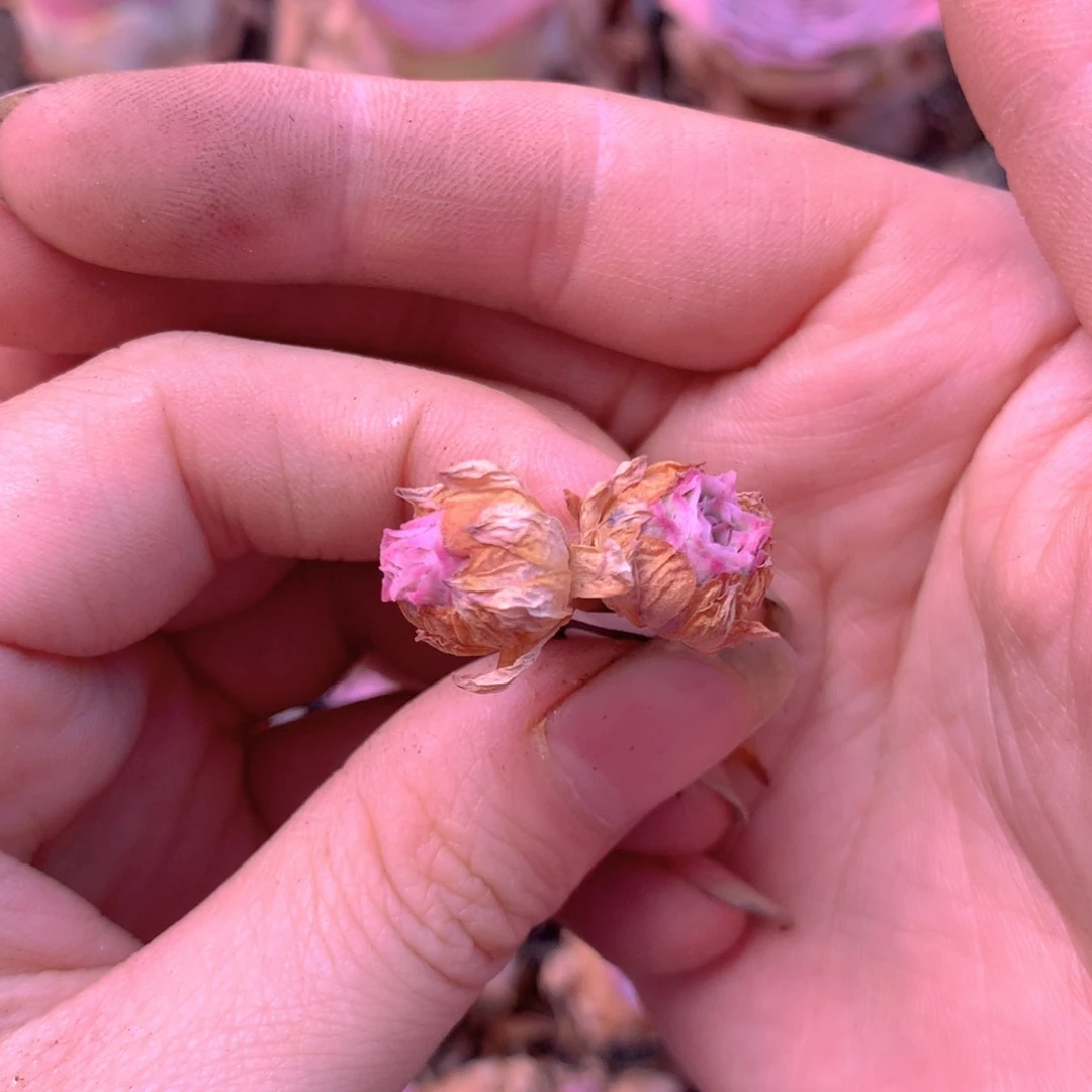 嫣*一物一拍秋夕侧芽105