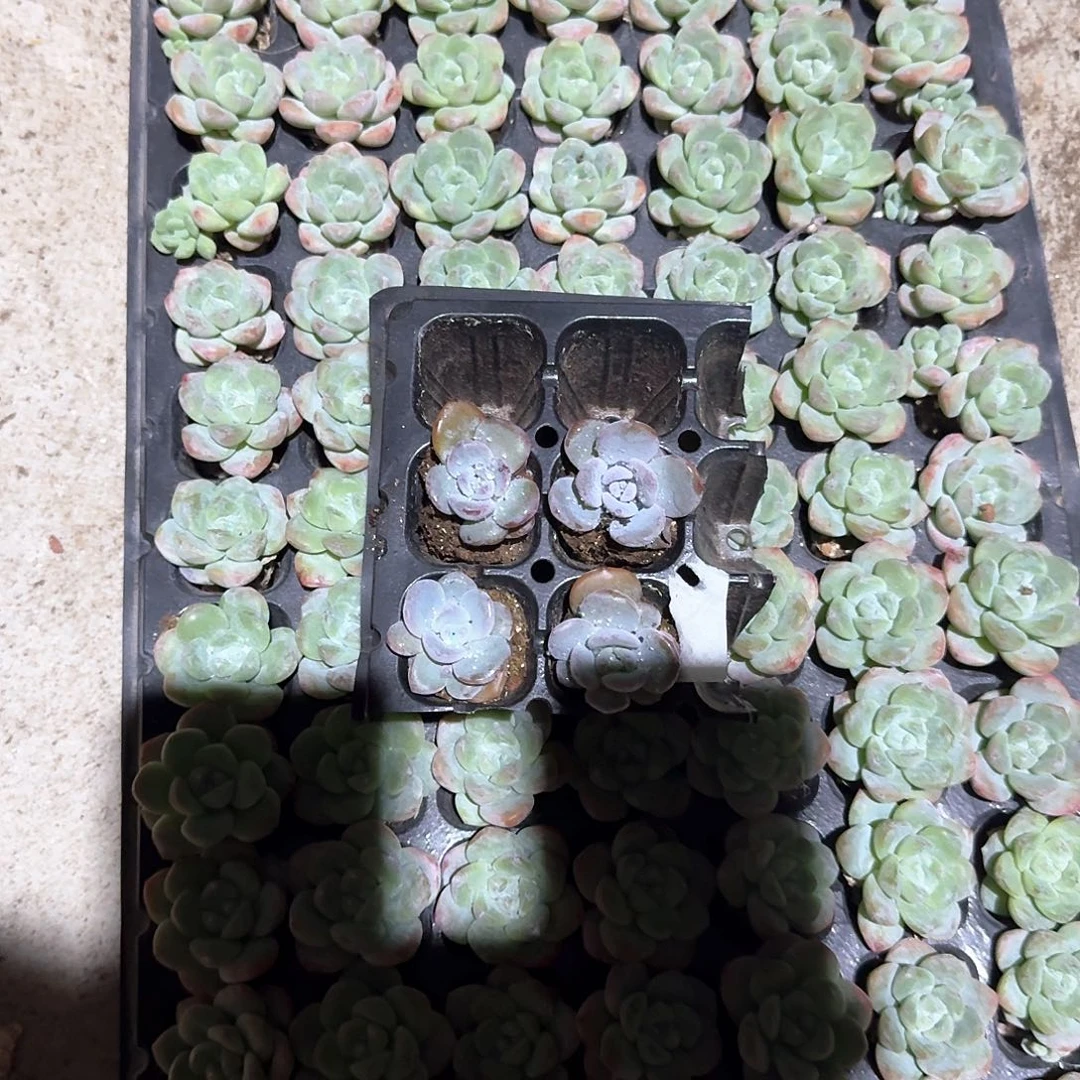 陈一物一拍专拍链接