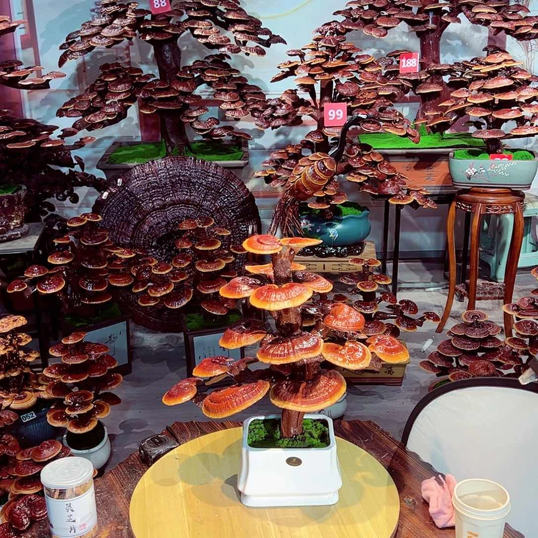 完全开放发财树发财树