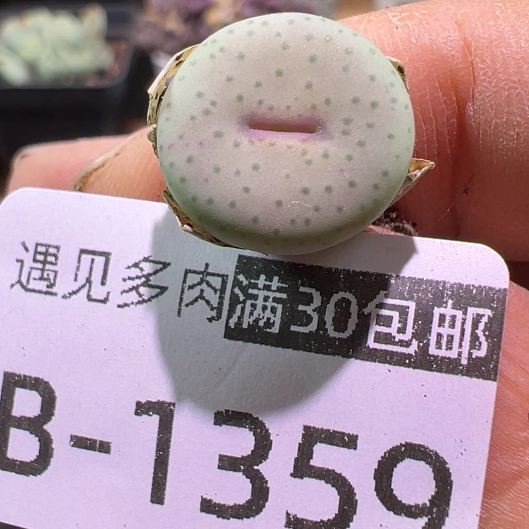 多肉植物1111111111111