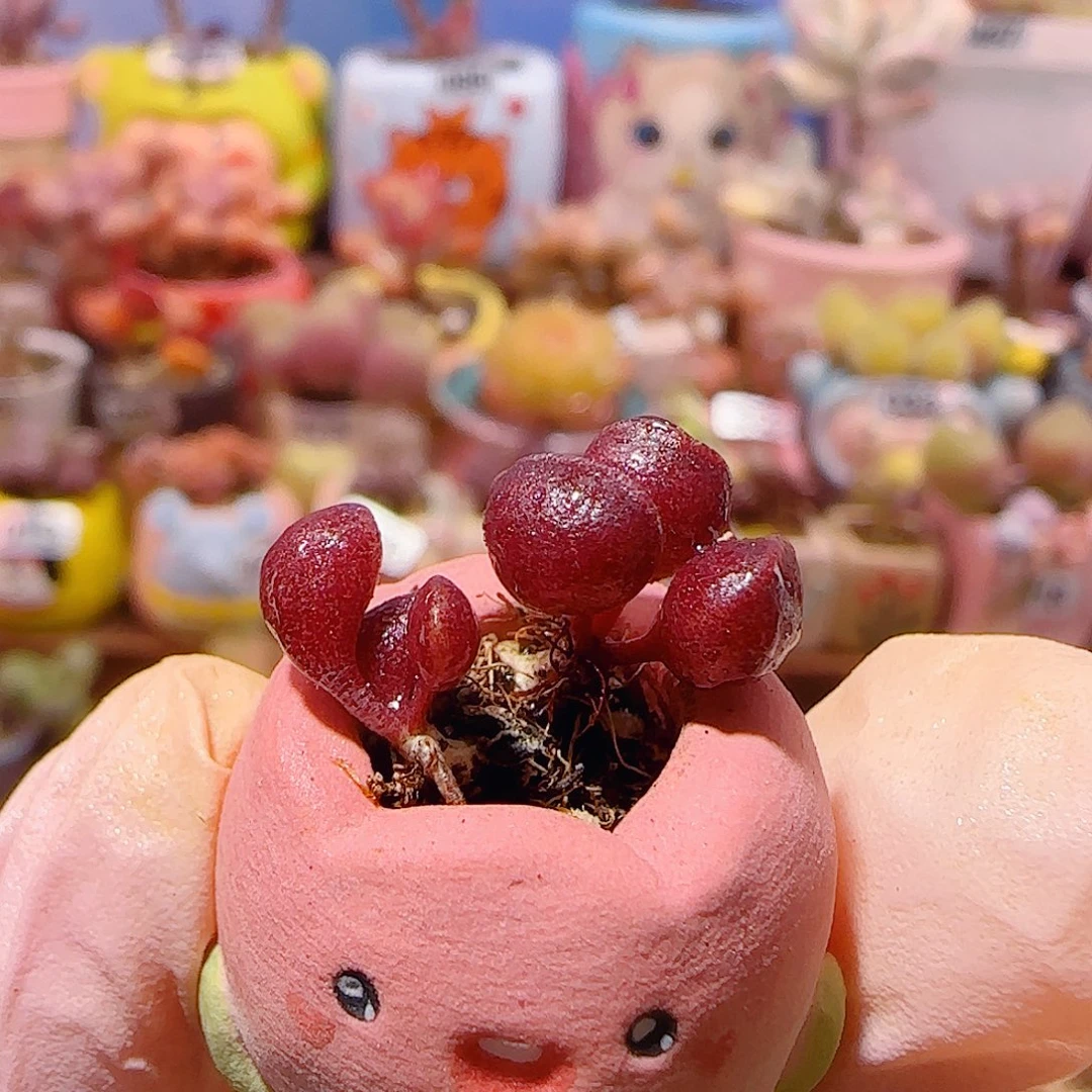 T可爱红红鼓槌盆口1.5cm