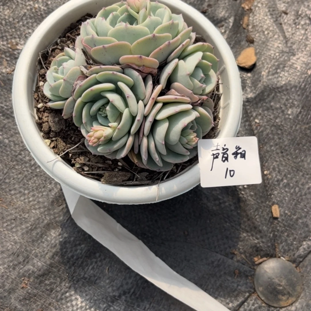 明***箱勃朗峰多肉植物