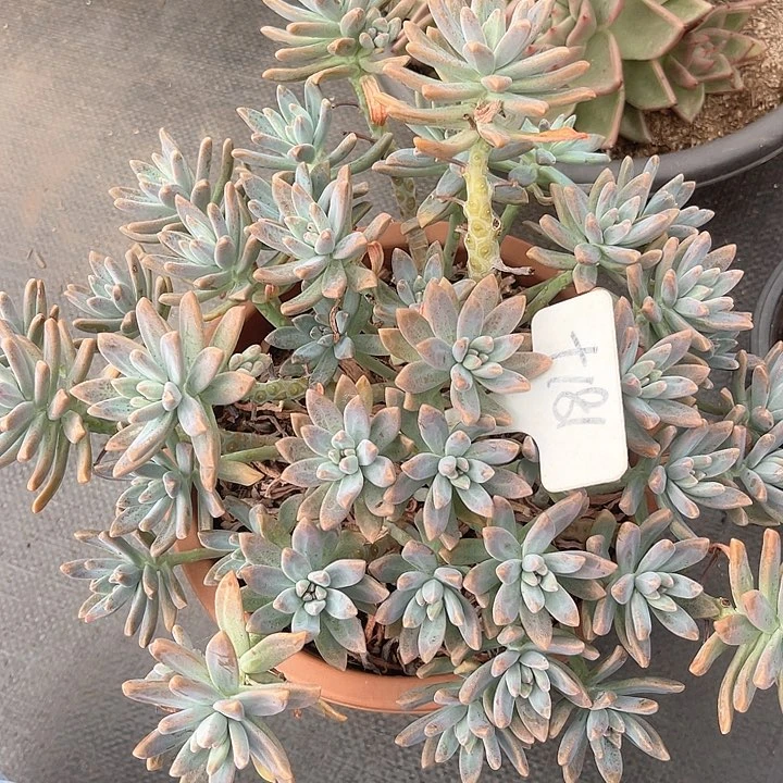 晨语多肉，一物一拍秋丽181