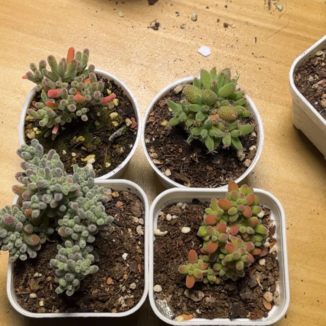 新手套餐组合优选