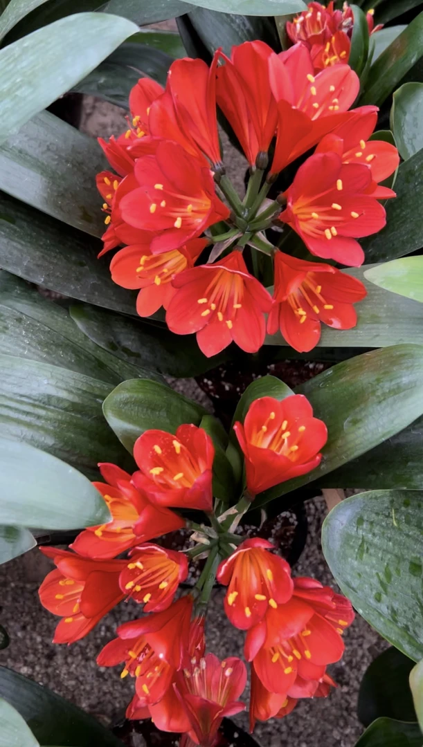 君子兰 当年开花 可直接下单