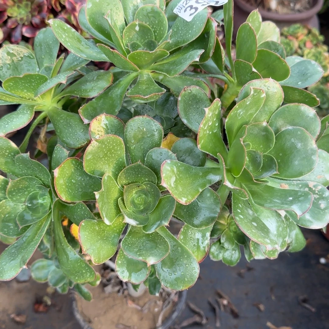 艳姿朵朵392满20包邮断枝不包