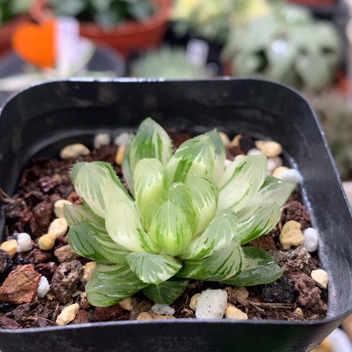 龙鳞玉露锦，带盆发货