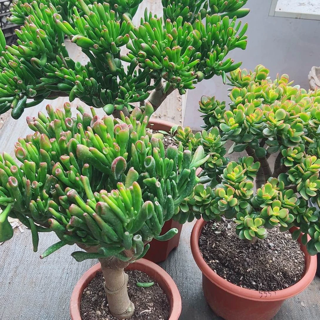 三盆脱土发货5557