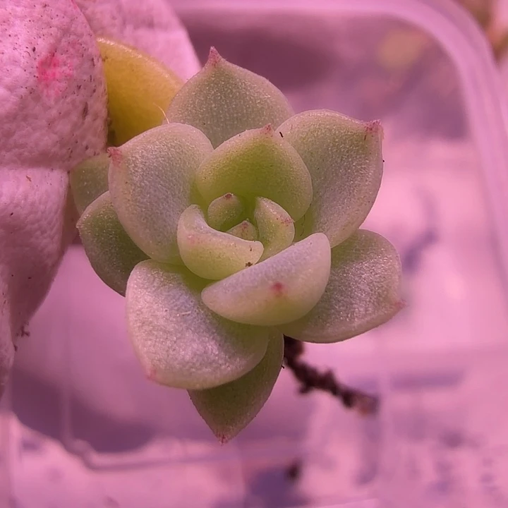 24号，青璃叶插一物一拍深夜福利单头一颗