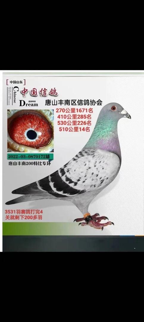 随梦而飞精选种鸽