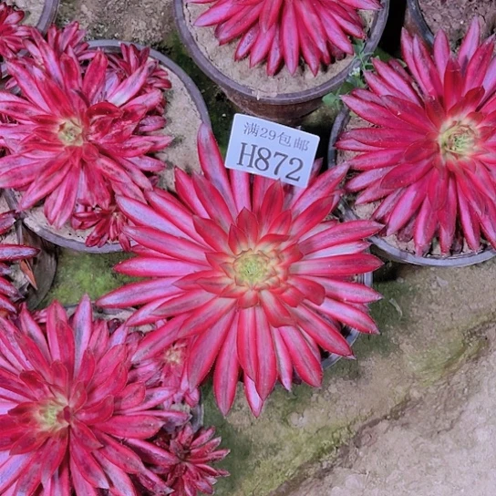 872朱雀多肉植物