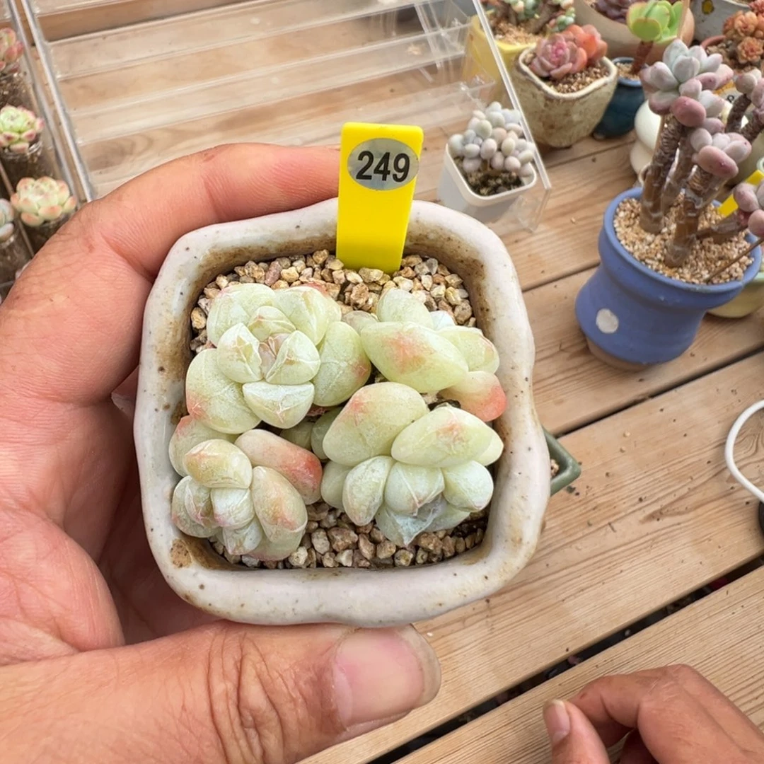 卡***伊249冰玉老桩4头无砍