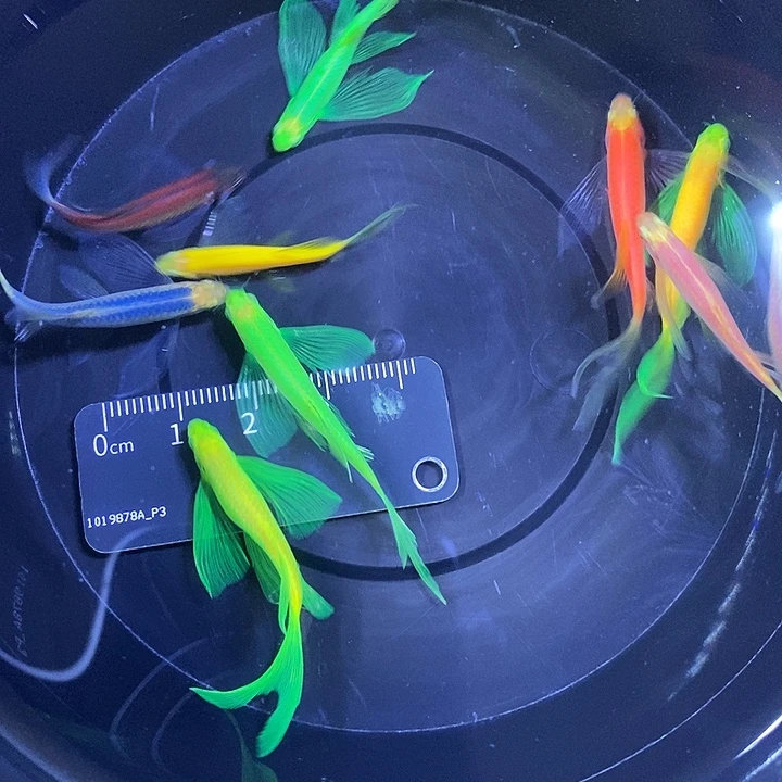 斑马鱼蝶翼斑马3-4.3厘米10条